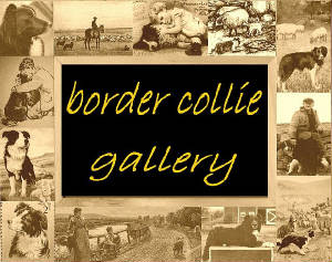 border-collie-gallery.jpg