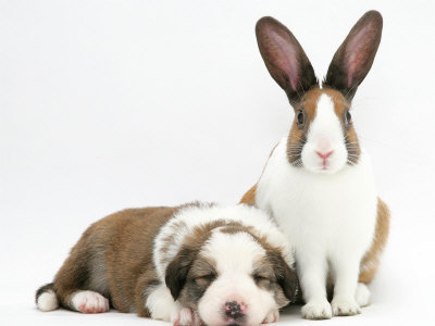 Border Collie Pup with Dutch Rabbit