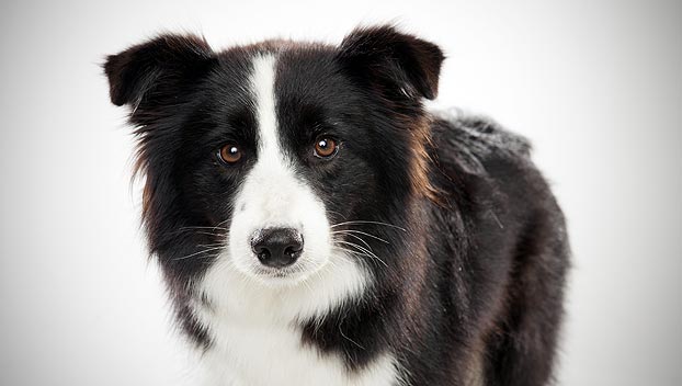 border-collie_04_lg.jpg